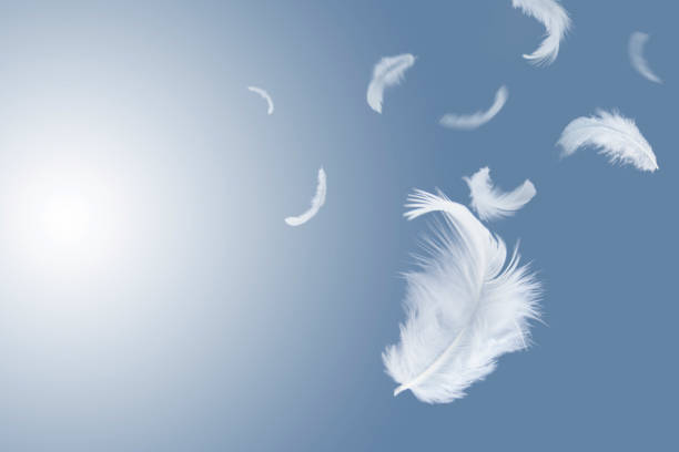 istock Abstract Freedom,  Group of light fluffy a white feathers bird floating in blue sky. 1268385945