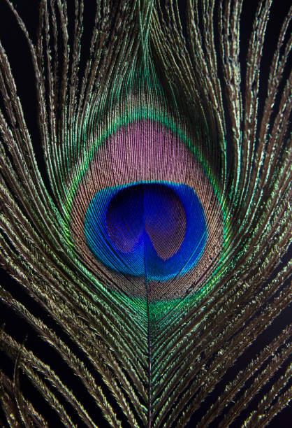 istock Close-up beautiful  blue eye peacock feather. Feather background. 1268385955