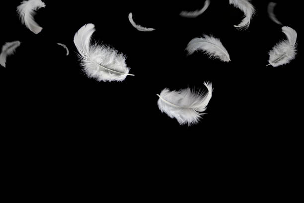 istock Abstract Freedom,  Group of light fluffy a white feathers bird falling down the dark. Black background. 1268385967