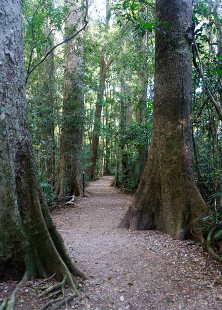 istock Photo of a hiking path winding through an ancient rainforest 1268387456