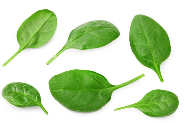 istock spinach leaves isolate on white background. Healthy food. Top view. 1268387689