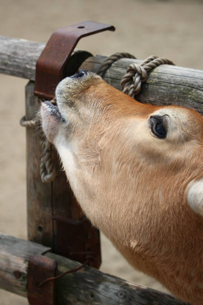 istock Calf at the ranch farm 1268388365