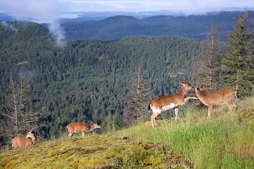 Four deer on a ridge on Orcas Island, part of the San Juan Islands in Washington