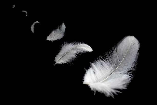 istock Abstract freedom. Group of light fluffy a white feathers floating in the dark. Black background. 1268389156