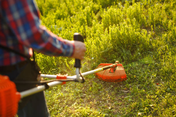 istock mowing trimmer - worker cutting grass in green yard at sunset. 1268390594