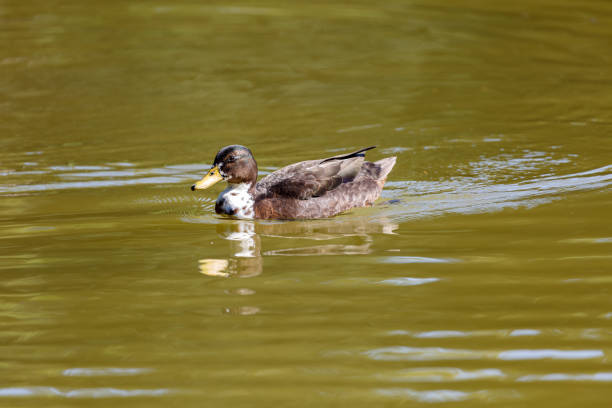 istock Duck swimming in the lake 1268390915