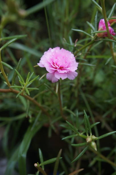 istock Pink Moss Rose Flower 1268392788