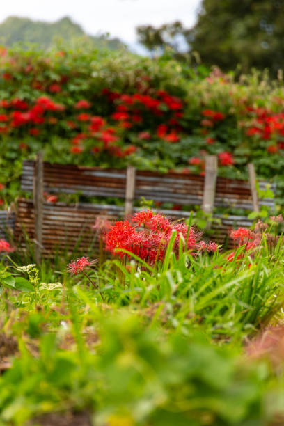 istock Rusty tin sheets in the countryside with lots of red spider lilies 1268393628