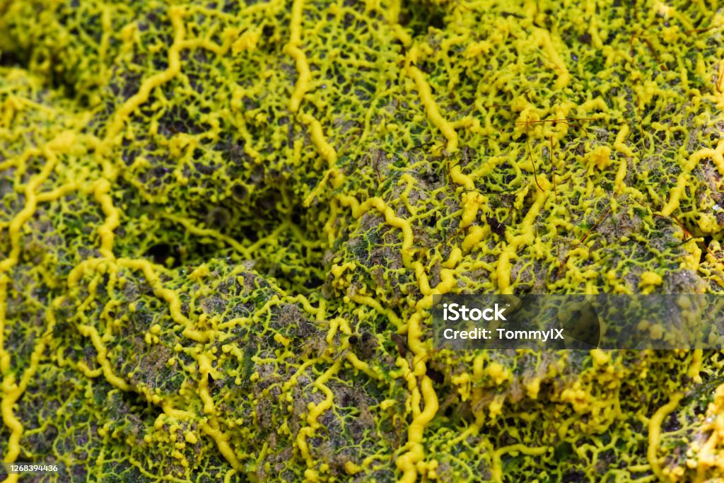 Yellow slime mold Yellow slime mold / mould (physarum sp) on the tropical forest ground Physarum Stock Photo