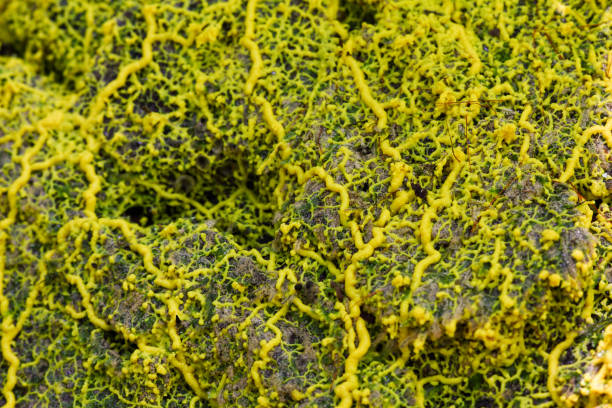 Yellow slime mold stock photo