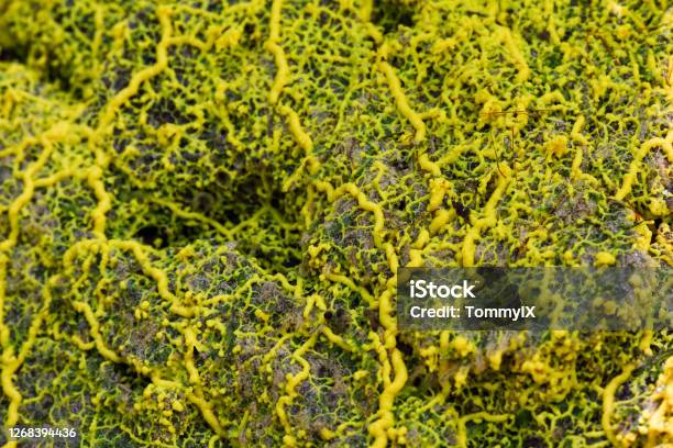 Yellow Slime Mold Stock Photo - Download Image Now - Physarum, Slime Mold, Fungal Mold