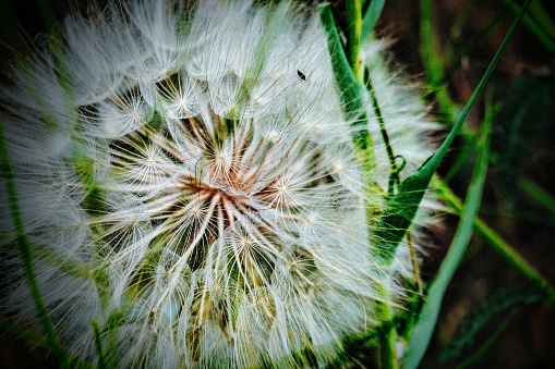 soft dandelion flower seed closeup
