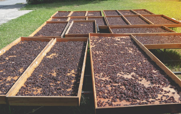 istock Currant in the organic raisin drying yard on sunshiny day 1268394671