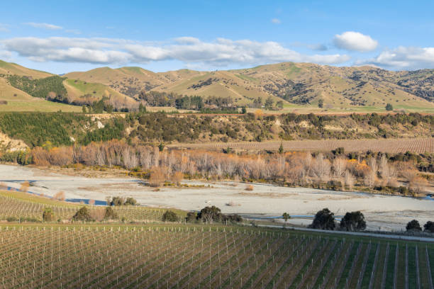 말버러 지역의 와이로 강과 함께 포도원, 사우스 아일랜드, 뉴질랜드 - marlborough region zealand new landscape 뉴스 사진 이미지