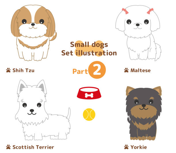 Small dogs set illustrations. Illustration of Shih Tzu,Maltese,Scottish Terrier ,and Yorkie. yorkshire terrier dog stock illustrations