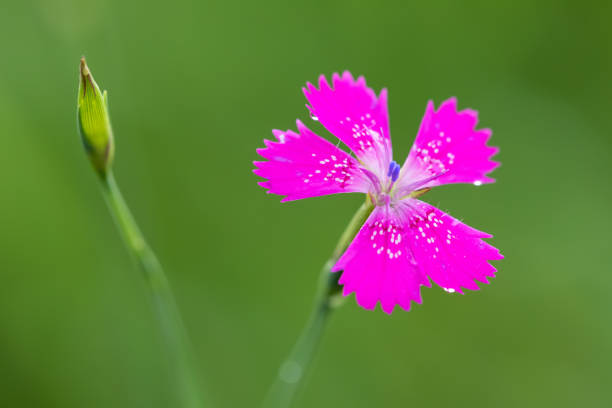 istock ianthus Deltoides pink flower close up 1268396217