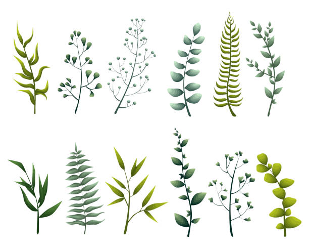 набор-коллекции-зеленые листья-травы-акварель стиле - fern frond leaf illustration and painting stock illustrations