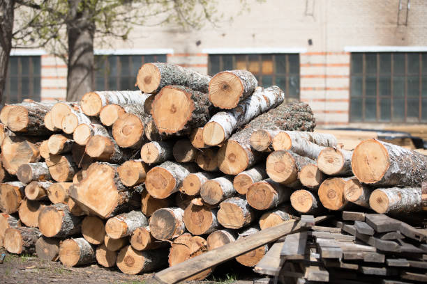 istock Logs in a wood processing plant.Woodworking industry 1268401407