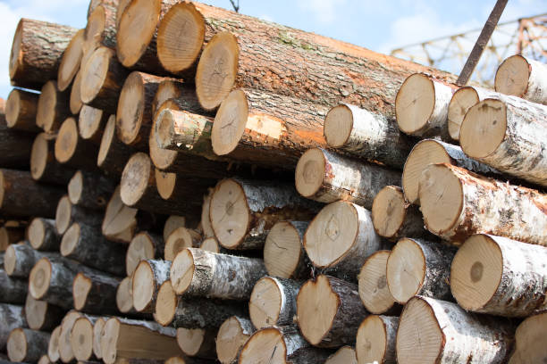 istock Birch logs at a wood processing plant.Woodworking industry 1268401434