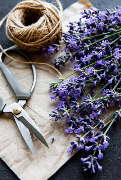 istock Lavender bouquet on a black background 1268401462