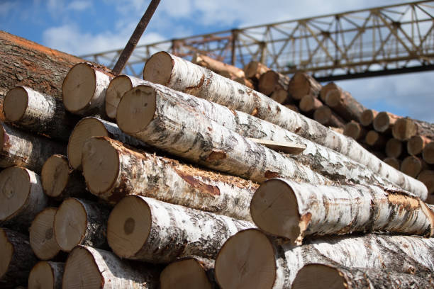 istock Birch logs at a wood processing plant.Woodworking industry 1268401502