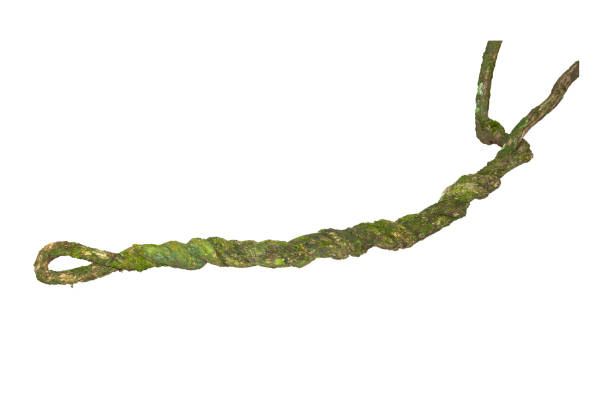 istock A big tree root overgrown with green moss, isolated on white background with clipping path included. Floral Desaign. HD Image and Large Resolution. can be used as wallpaper 1268404662
