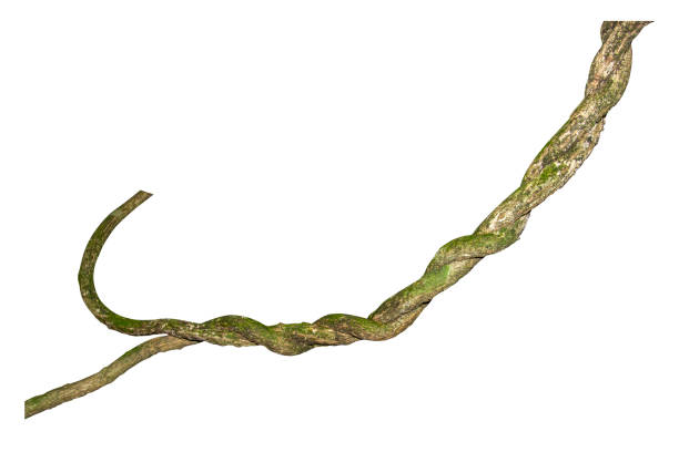 istock A big tree root overgrown with green moss, isolated on white background with clipping path included. Floral Desaign. HD Image and Large Resolution. can be used as wallpaper 1268404693