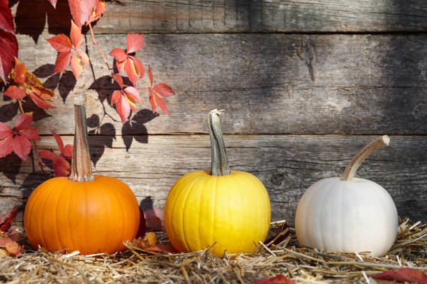 istock Colorful fall pumpkins on old planks background 1268404936