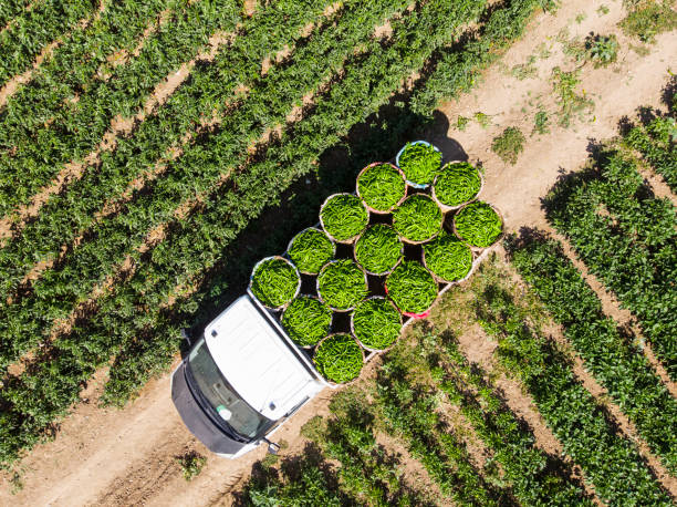 vista aérea de pimentas verdes no campo de pimenta - gardening growth crop harvesting - fotografias e filmes do acervo