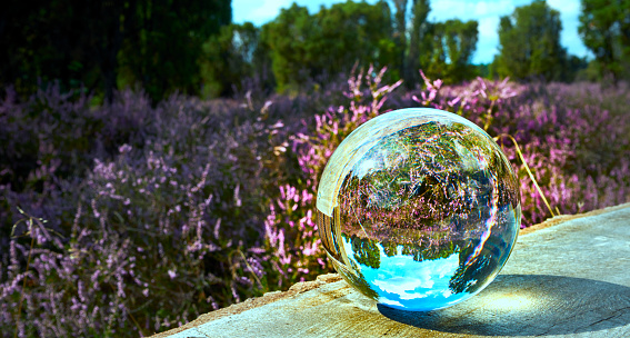 View of the blooming heath through a crystal ball