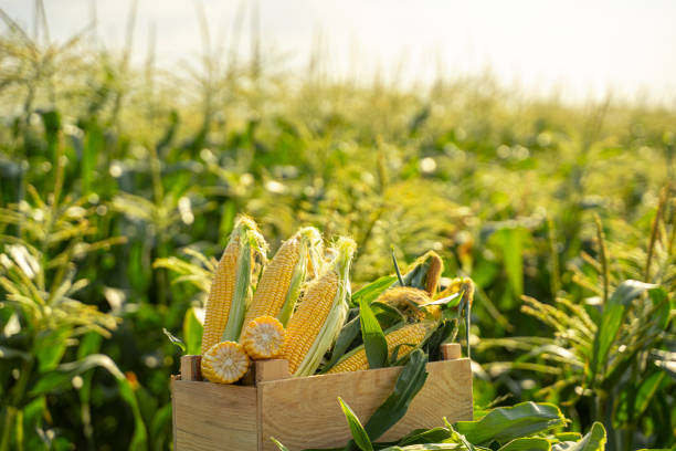istock The corn plants in the field 1268406030