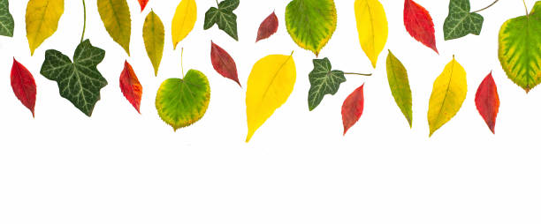 istock Autumnal page border with colorful leaves 1268412087