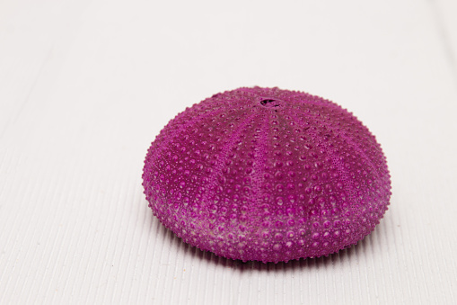 sea urchin isolated on a white background.