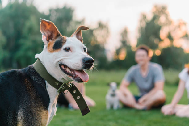 Three friends sitting on loan and playing with dogs