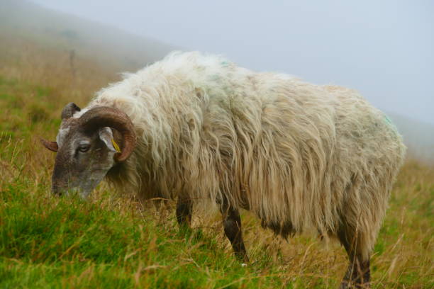 istock Sheep in the Basque Country 1268412733