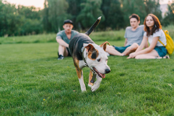 istock Three friends sitting on loan and playing with dogs 1268414280