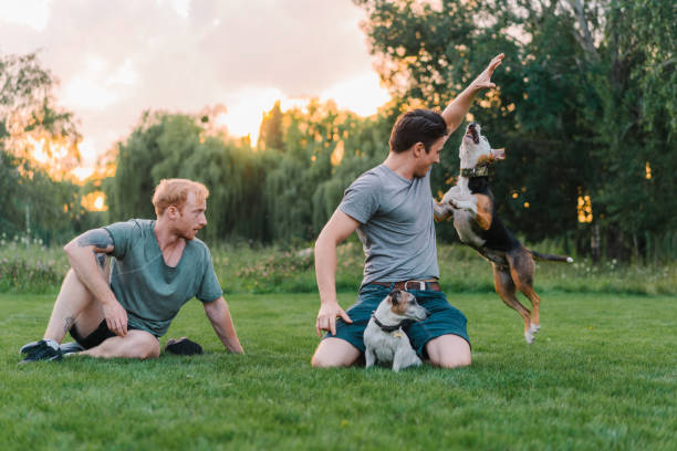istock Man playing on loan with dogs 1268414301