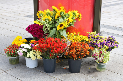 Flowers and ornamental plants in plastic pots  are sold on the street.