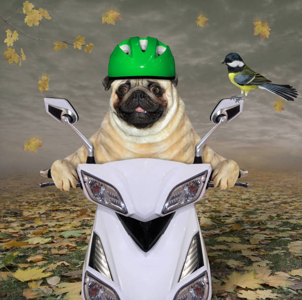 istock Pug in green helmet rides moped 3 1268414798