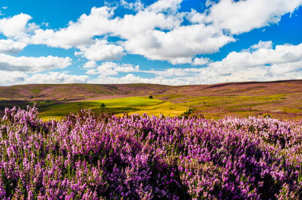 Scottish heather in Highland landscape. AdobeRGB colorspace. Purple pink heather in late August growing in the Scottish countryside. heather stock pictures, royalty-free photos & images