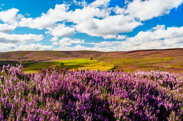 Scottish heather in Highland landscape. AdobeRGB colorspace. Purple pink heather in late August growing in the Scottish countryside. heather flower stock pictures, royalty-free photos & images