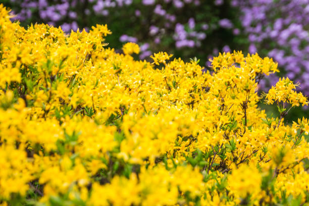 istock Botanic garden in Minsk 1268416052