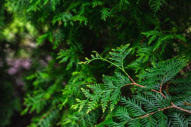 istock Botanic garden in Minsk 1268416080