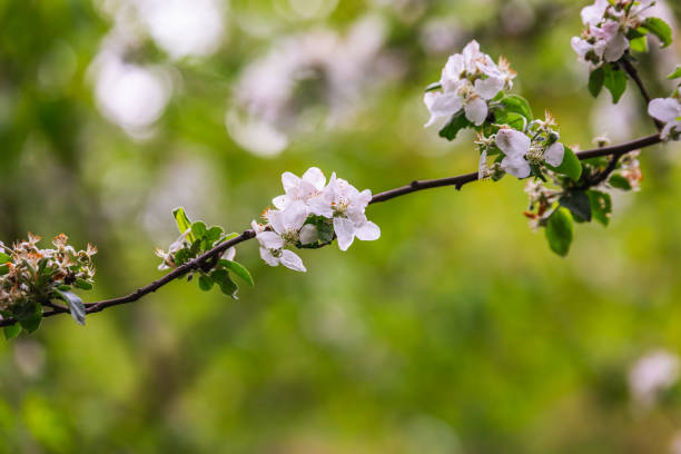 istock Botanic garden in Minsk 1268416088