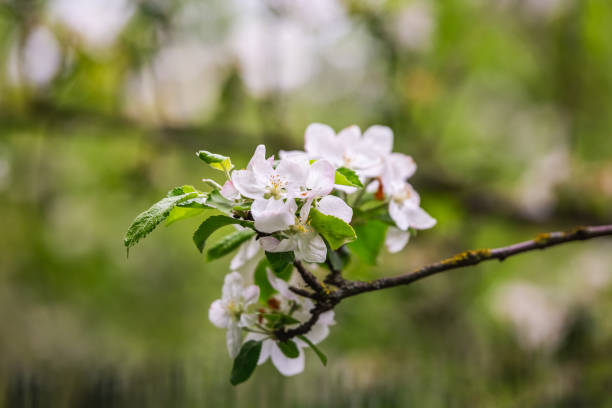 istock Botanic garden in Minsk 1268416106