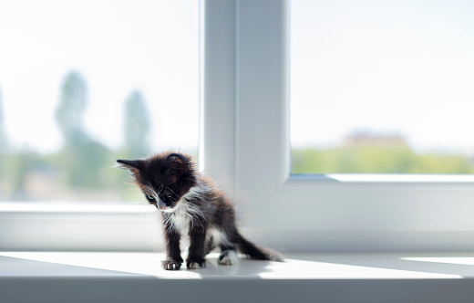 Small funny black and white kitten (1.5 months) sits on the windowsill near the window. Selective focus.