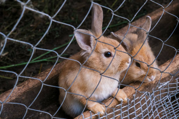 istock rabbits in a cage on a farm 1268419208