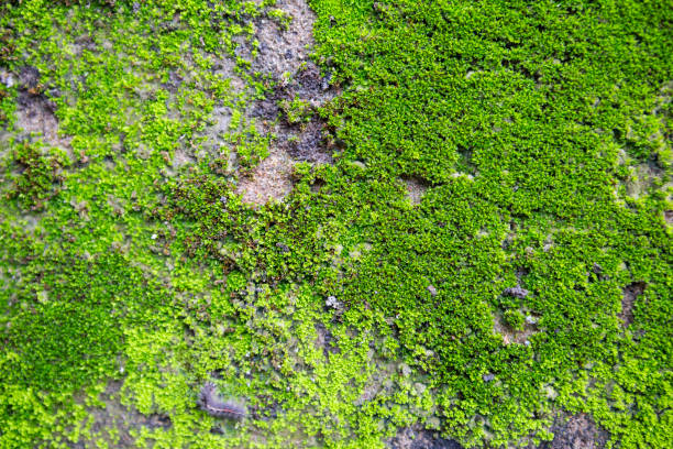 istock Abstract blurred green moss growing on old cement wall 1268419735