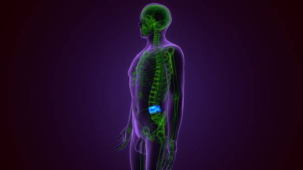 인간 해골 척추 기둥 요추 빈골 해부학 3d 일러스트레이션 - false rib 뉴스 사진 이미지
