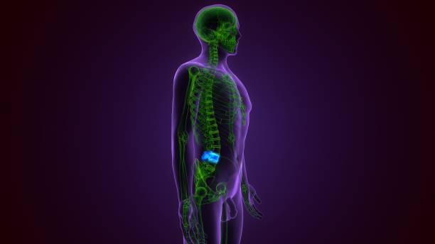 인간 해골 척추 기둥 요추 빈골 해부학 3d 일러스트레이션 - false rib 뉴스 사진 이미지